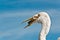 Great Egret catching fish scraps at a tropical marina in the Gulf of Mexico