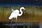 Great Egret With Caught Fish in Autumn