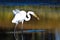Great Egret With Caught Fish in Autumn