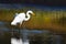 Great Egret With Caught Fish in Autumn