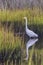 Great Egret at Cedar Point North Carolina