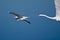 Great Egret Chase