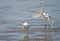 A Great Egret chases a White Ibis for his crab.