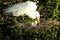 Great Egret And Chick