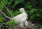 Great egret chicks in nest
