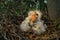 Great egret chicks in nest