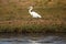 Great Egret - Chobe River, Botswana, Africa