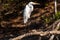 Great Egret - Chobe River, Botswana, Africa