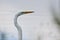 Great Egret Close Up