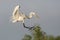 Great Egret Coming in For a Landing - High Island, Texas