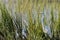 Great egret, or common egret, hunting in reeds at Huntington Beach, South Carolina