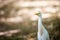 The great egret common white migratory bird heron family close