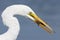 Great Egret with a crawfish in its beak- Pinellas County, Florid