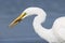 Great Egret with a crawfish in its beak- Pinellas County, Florid