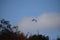 great egret crossing the caldera lake