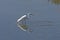 Great Egret in Currituck Sound