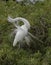 Great Egret displaying