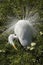 Great egret displaying breeding plumage at a rookery in Florida.