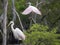 Great Egret Dominance Over Roseate Spoonbill