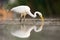 Great egret drinking in water in summertime nature