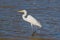 Great Egret (Egretta alba)
