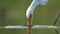 Great Egret Egretta alba fishing, catching fish on the lake shore