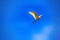great egret (Egretta alba) in flight