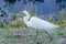 Great Egret - Everglades National Park