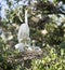 Great Egret family