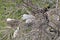 Great Egret Family on its Nest