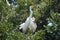 Great Egret family in the nest