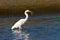 Great Egret Feeding.