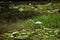 Great Egret Feeding in a Florida Wetlands