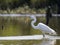 Great Egret with Fish 2