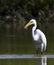 Great Egret with Fish