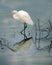 Great Egret Fishing