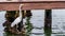 great Egret fishing from dock and swallowing fish