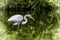 A great egret fishing on a lake.