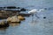 Great Egret fishing in the Sacramento River