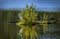 Great Egret Fishing from a small Island with Turtles on the Chesapeake Bay