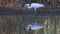 Great egret fishing in a swamp