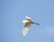 Great egret flies, closing huge wings on the blue sky background