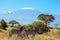 Great egret flies at Kilimanjaro