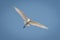 Great egret flies overhead against blue sky