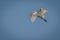 Great egret flies overhead in blue sky