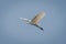 Great egret flies overhead under blue sky