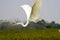 Great egret flight