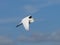 Great Egret Flight