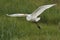 Great Egret Flight