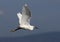 Great egret in flight